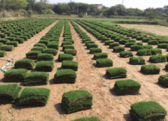 草坪建植中怎样节约用水